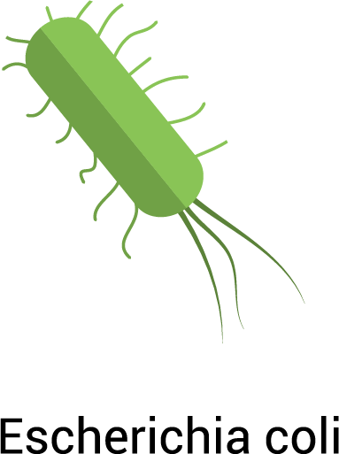 E. Coli