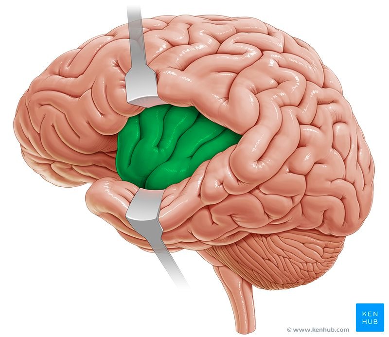 Cortex Insular