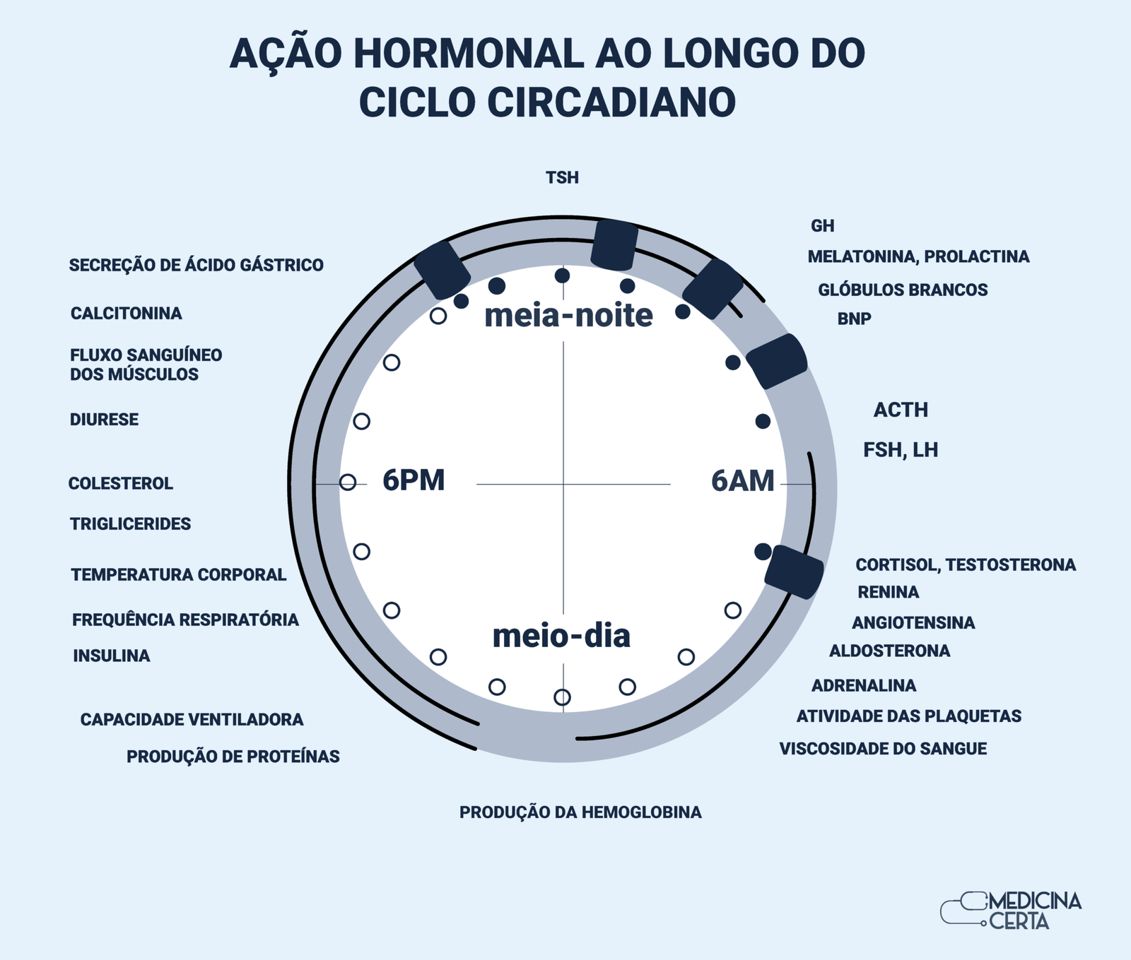 Ciclo Circadiano 2