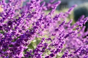 Lavanda In Natura